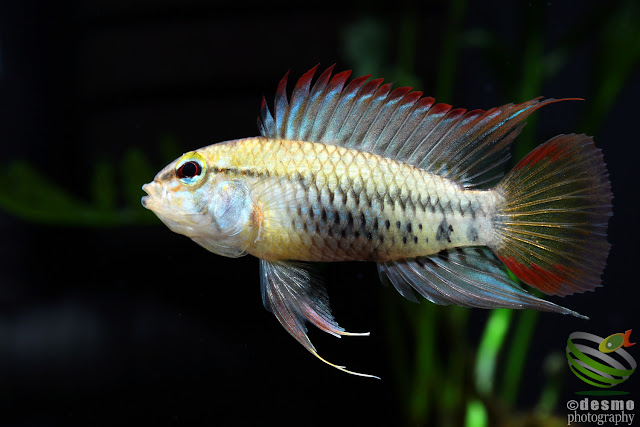 Apistogramma viejita