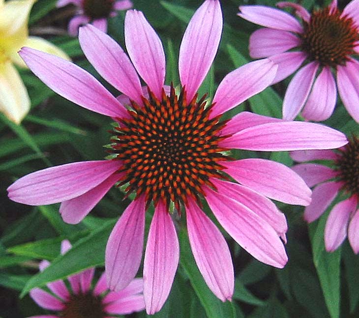 A Leafy Indulgence Fibonocci Coneflowers