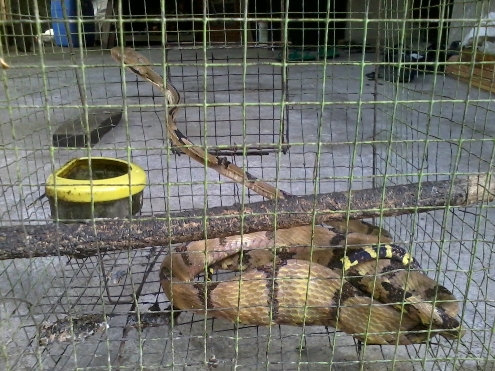 Ilmuku Burung Menjadi Sasaran Ular Phyton