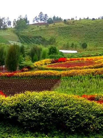 Sapo Juma Wisata Taman Bunga Di Tongging Karo Traveling Medan