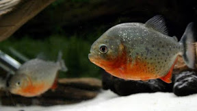 6 Ciri Ciri ikan Piranha