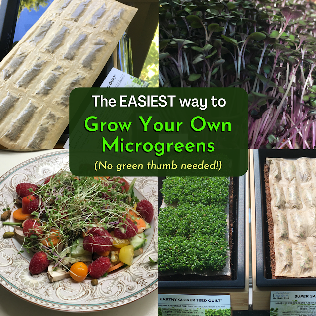 The Easiest Way to Grow Your Own Microgreens - Hamama Seed Quilts