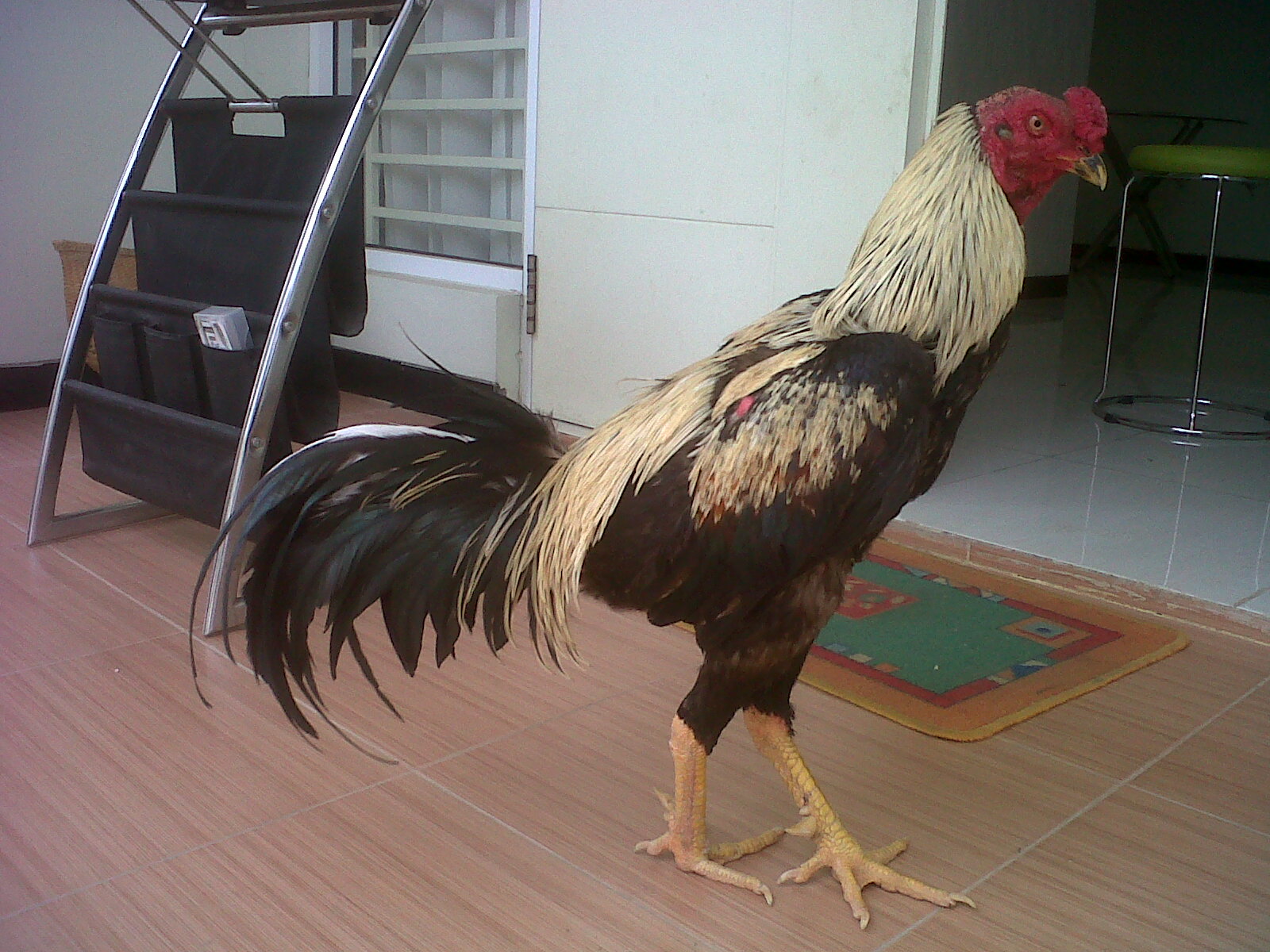 Ayam Bangkok Kandang "HERO": gambar ayam bangkok jawara
