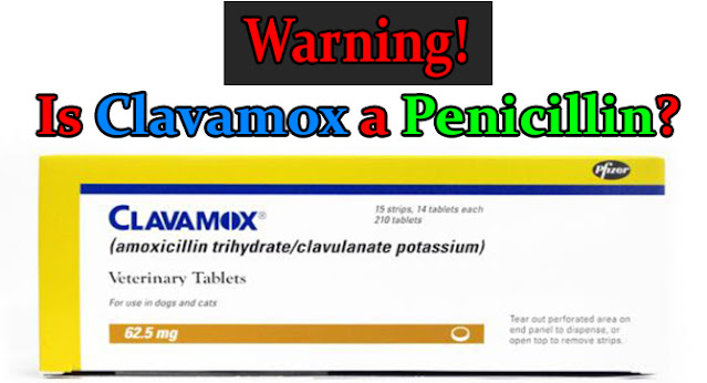 can-clavamox-be-used-in-dogs-with-penicillin-allergy