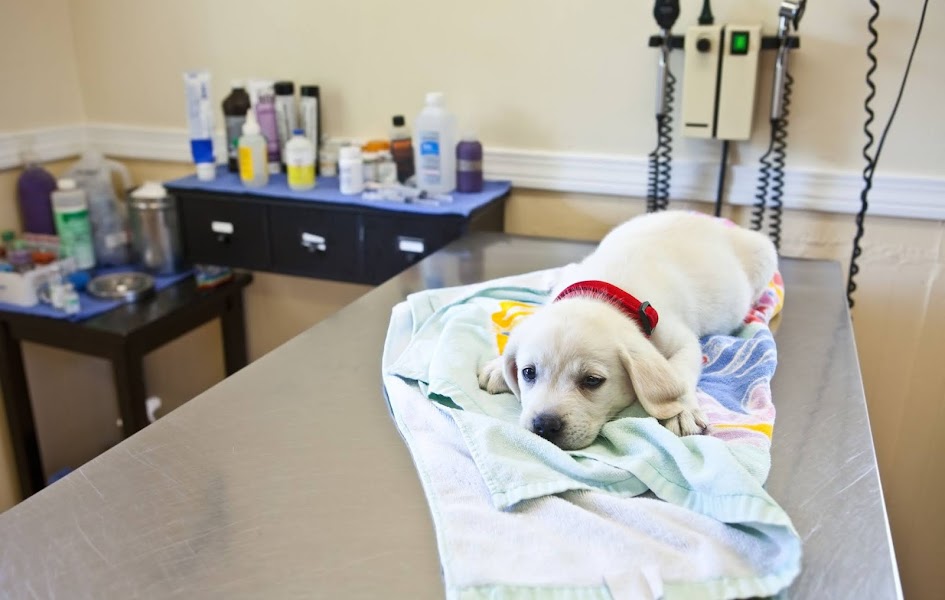 Parvo Home Treatment