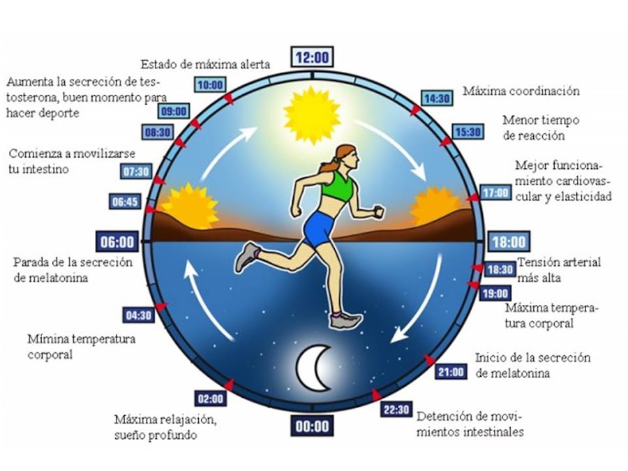 Nuestro reloj biológico se sincroniza diariamente con la luz