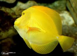Apefish: Apes and Fishes!