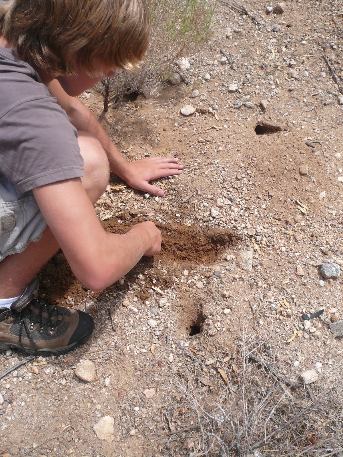 Musing with Marlyss Tarantula holes in the ground