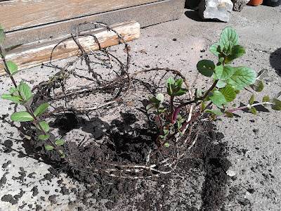 Mint spreads under the surface via a large main root