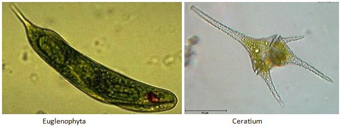 Pengertian Protista Macam Macam Jenis Protista Dan Ciri Ciri Protista Beserta Contohnya Lengkap