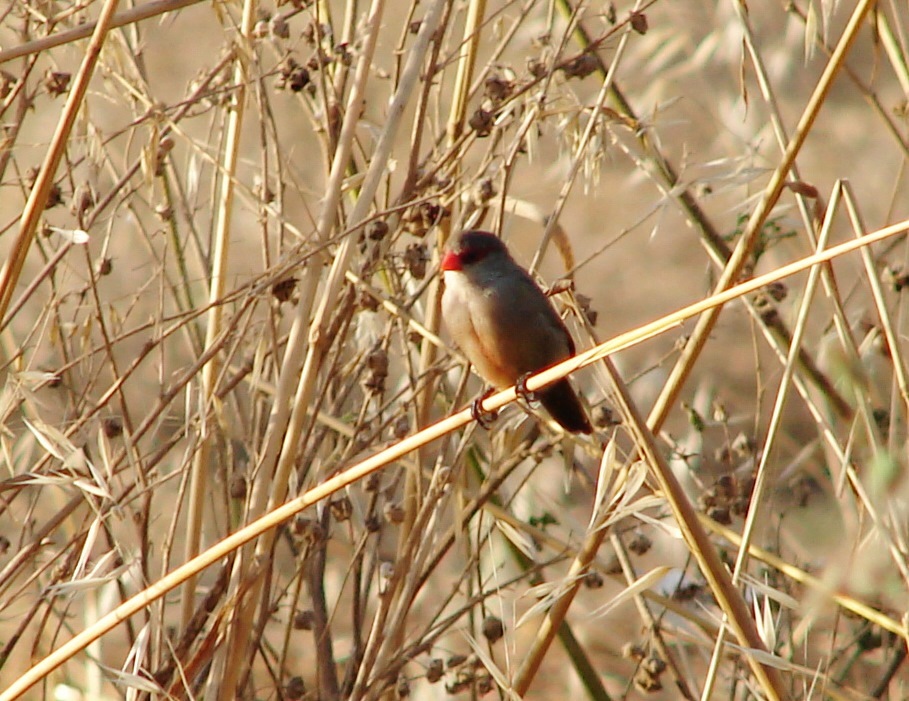 BREATHTAKING The Southern Red Muntjac