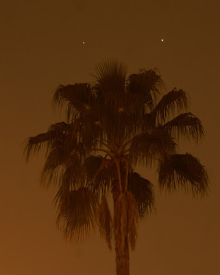 Venus and Jupiter conjunction and the tall palm tree Venus and Jupiter conjunction and the tall palm tree