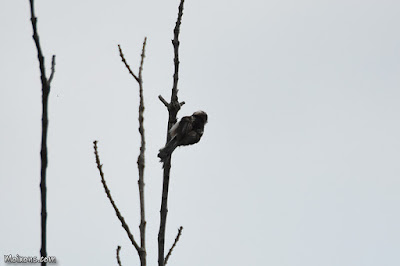 Mallerenga cuallarga (Aegithalos caudatus)