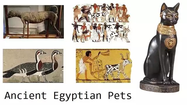 Ancient Egyptian Pets