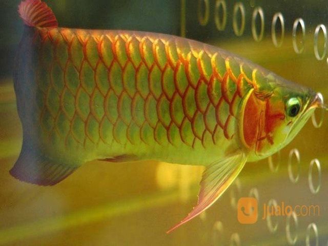 Gambar Ikan Arwana Golden Red yang Cantik Harga Murah