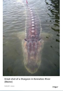 ikan misterius di danau kerinci