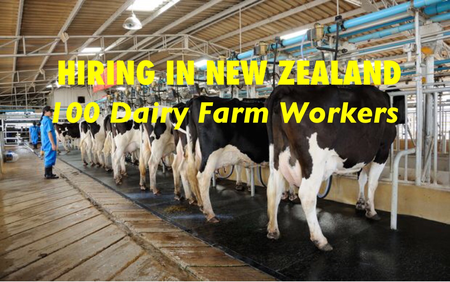 New Zealand Hiring 100 Dairy Farm Workers PINOY REFRESHER