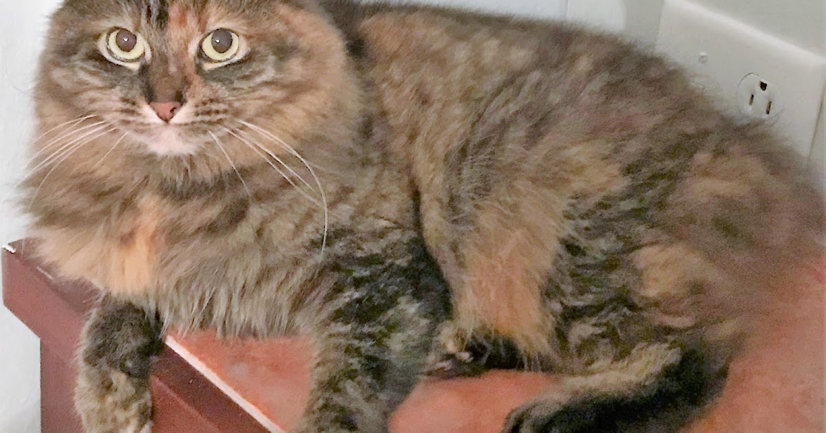 Natural Supplements For Cats With IBD And Allergies Holistic Vet and