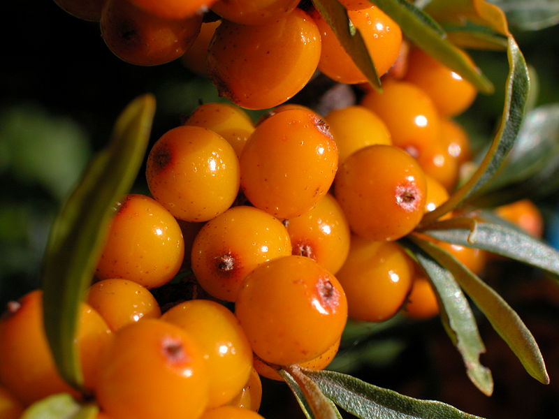 ARE SEA BUCKTHORN BERRIES EDIBLE? The Garden of Eaden