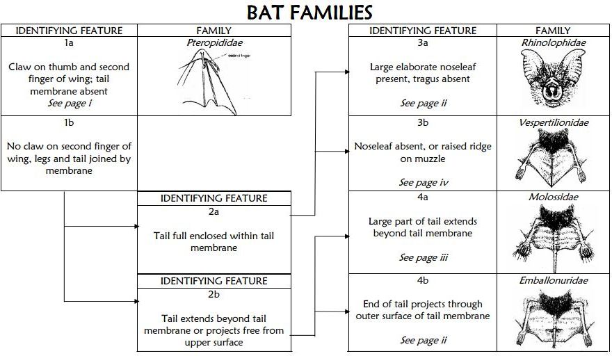 Identifying bats in south east Queensland AU