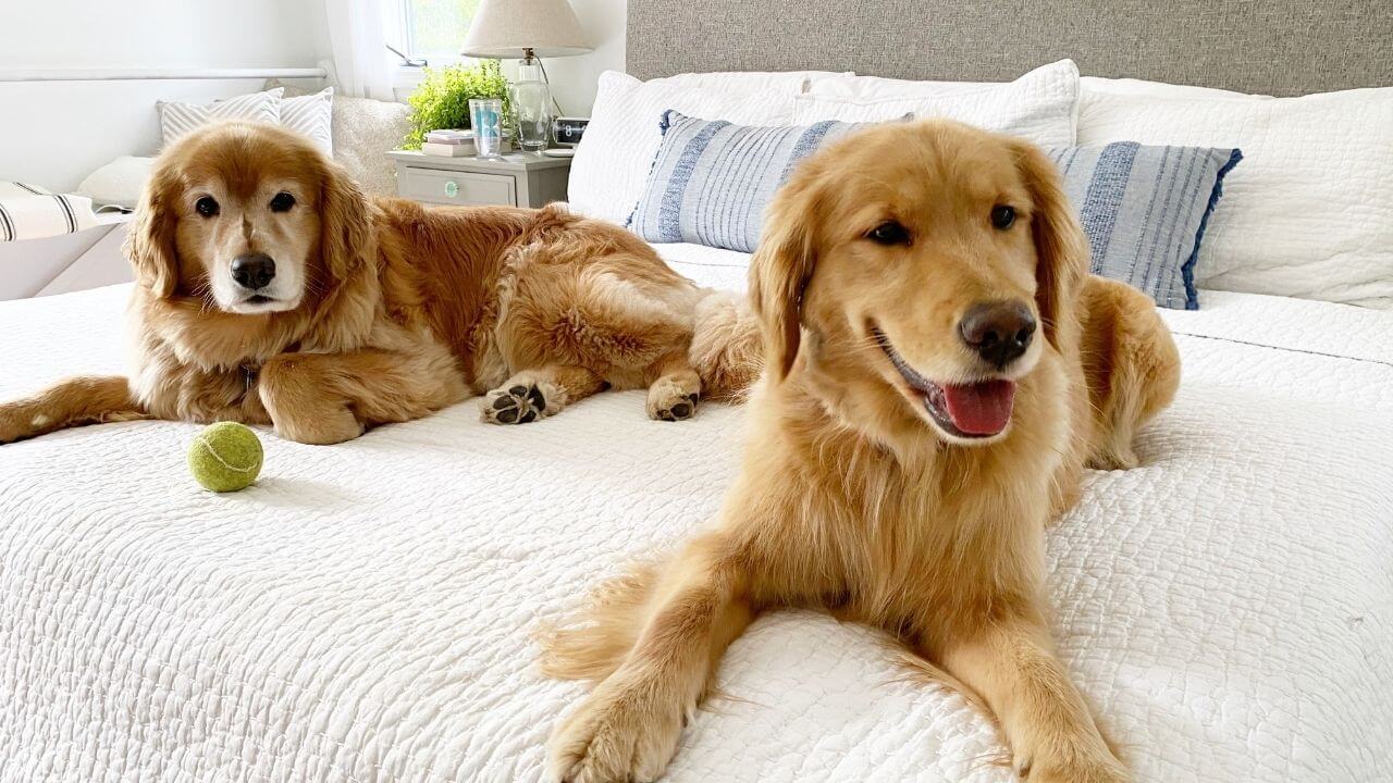 Can A Golden Retriever Puppy Be Left Alone