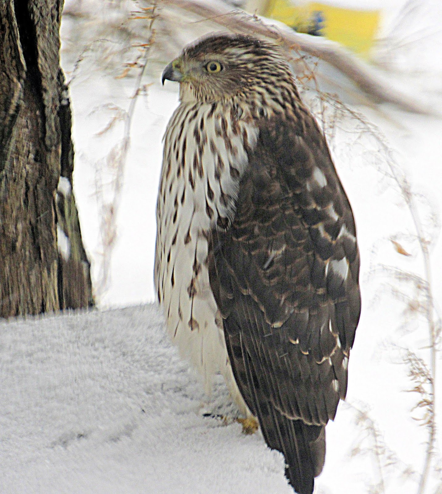 Cooper's Hawk