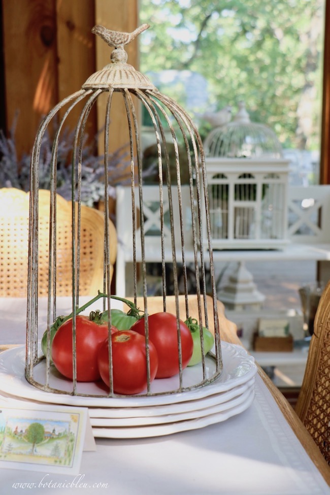 Home grown summer tomatoes under wire cloche