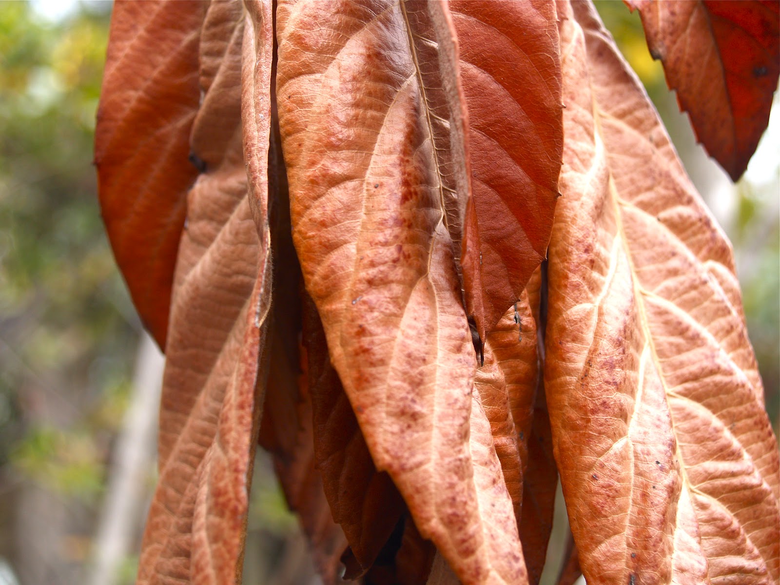 Greg Patch very dry Loquat leaves