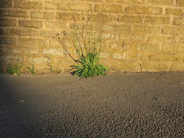 Wide plant in front of wall in evening light.
