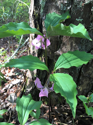 Southern Meadows: Spring Ephemeral Paradise