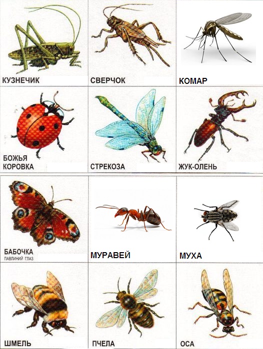 Виды насекомые список. Насекомые и их названия. Название всех насекомых. Видовые названия насекомых. Имена насекомых.