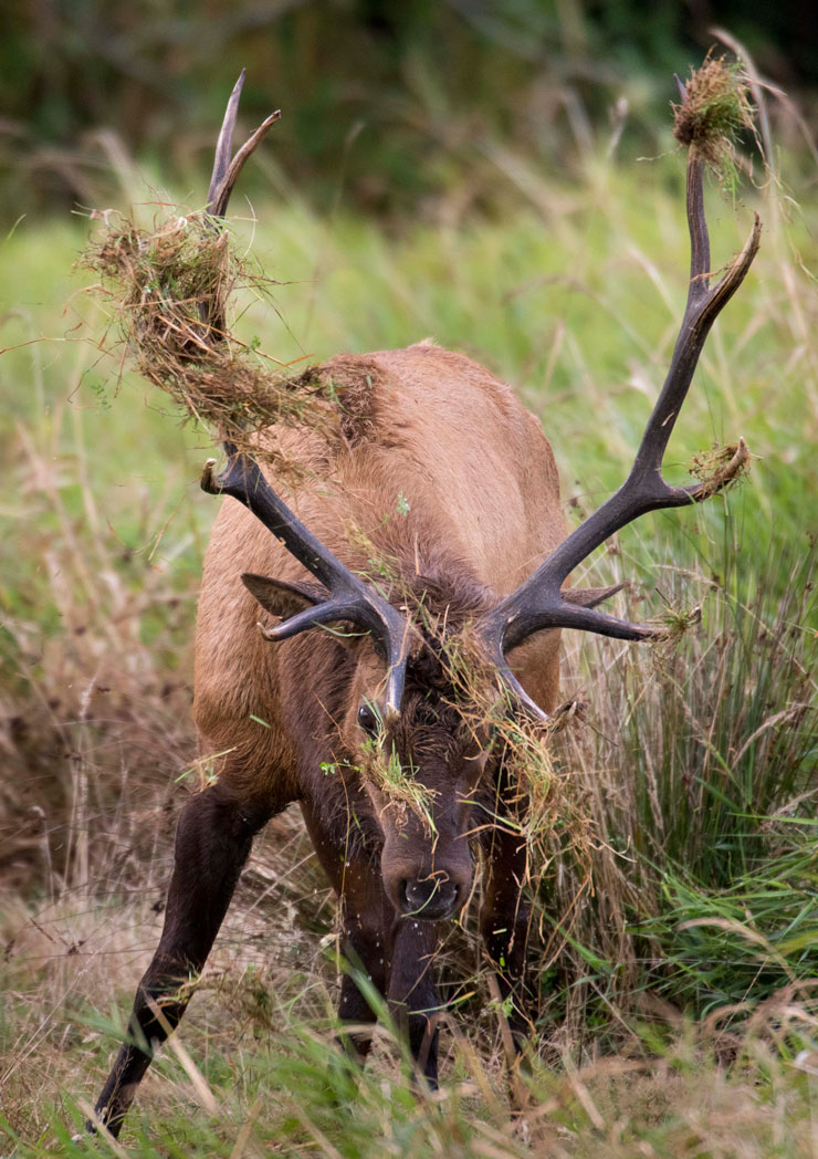 Robin Loznak Photography Elk rutting season in Oregon