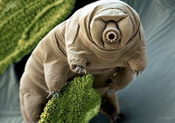 O animal mais poderoso do planeta - Atuaki Brasil