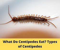centipedes eat types 2beat
