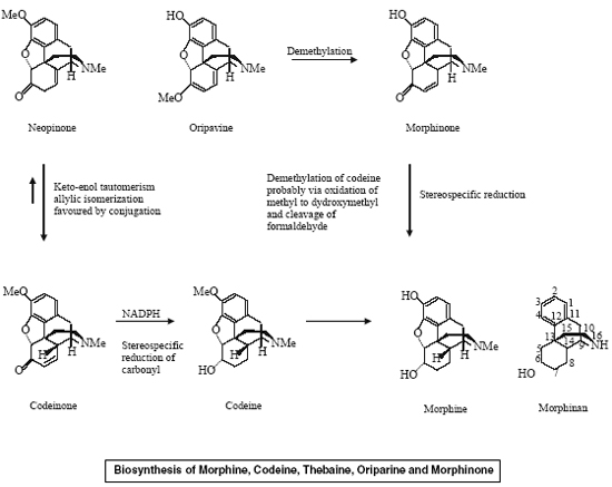 Biosynthesis of Morphine, Codeine, Thebaine, Oriparine and Morphinone