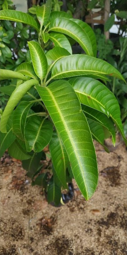 tanaman Buah bibit benih mangga aromanis arumanis harumanis simanalagi mangga madu Tasikmalaya
