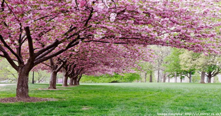 Mahoniabealei Instagram Posts Gramho Com