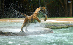 tiger wallpapers animal animals tigers powerful jumping water published july