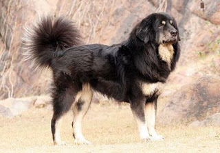Gaddi kutta Dog Gaddi kutta Dog