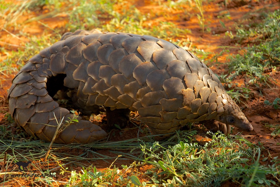 Ground pangolin endangered African animal with sharp scales