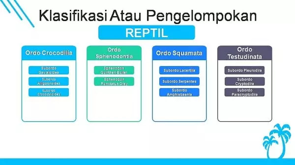 klasifikasi atau pengelompokan reptil reptil klasifikasi yang lebih rendah