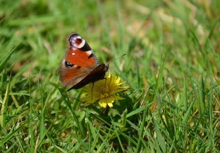 Peacock butterfly on a dandelion wild flower Leitrim