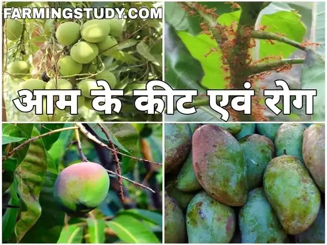 आम में लगने वाले प्रमुख कीट एवं रोगों का नियंत्रण कैसे करते है, आम के प्रमुख कीट एवं रोग, aam ke keet aur rog, aam ki kheti, आम की खेती, आम की फसल आम में लगने वाले प्रमुख कीट एवं रोगों का नियंत्रण कैसे करते है, आम के प्रमुख कीट एवं रोग, aam ke keet aur rog, aam ki kheti, आम की खेती, आम की फसल