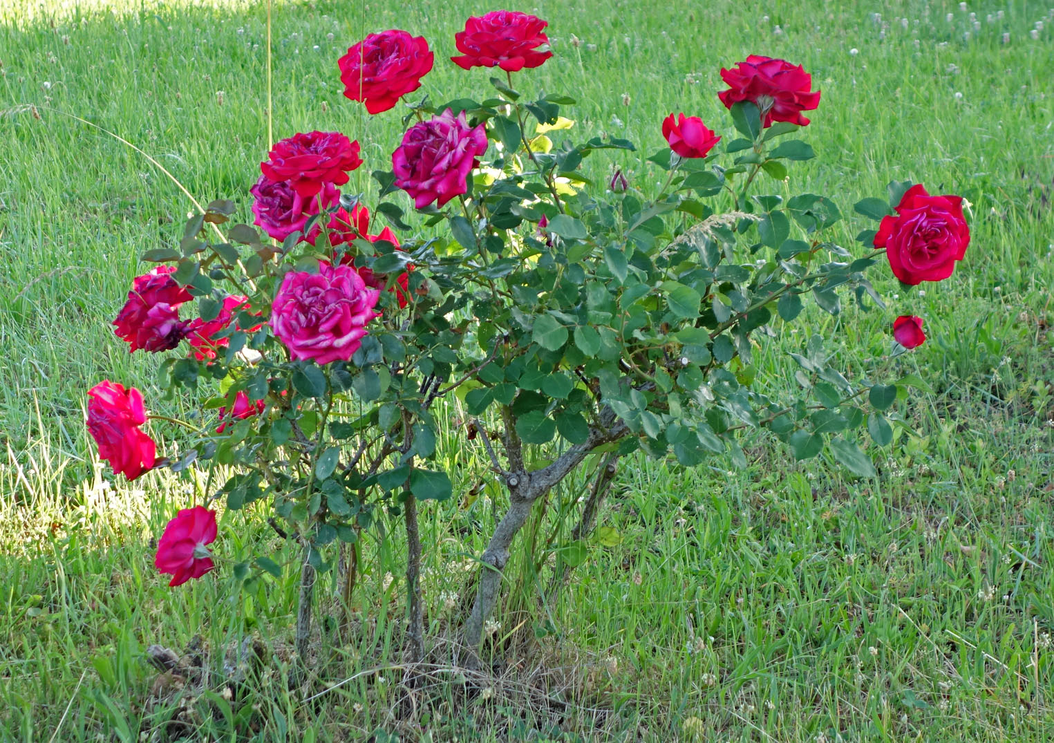 Living the life in Saint-Aignan: Encore des roses...