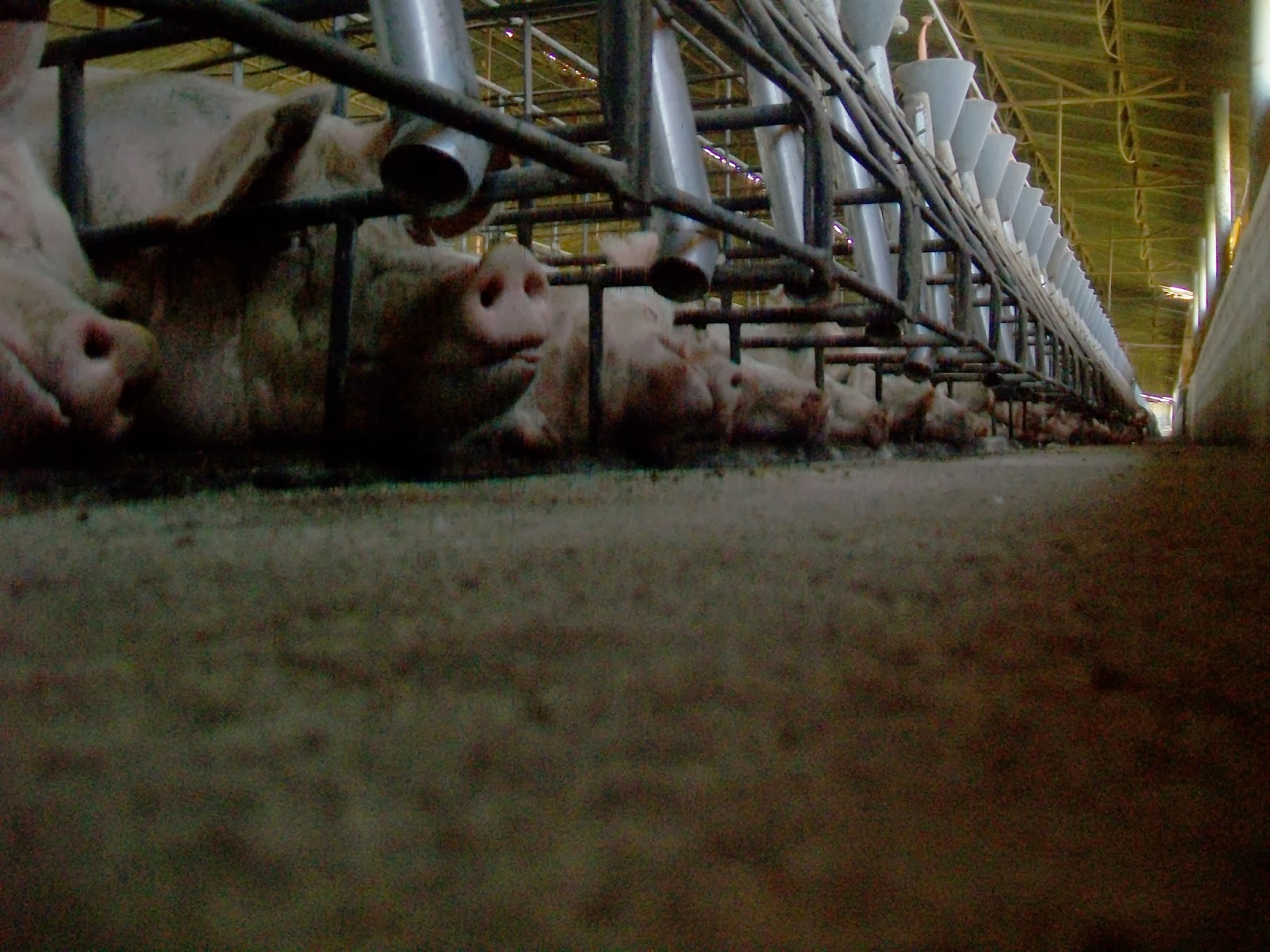 Monte Largo, Jalisco