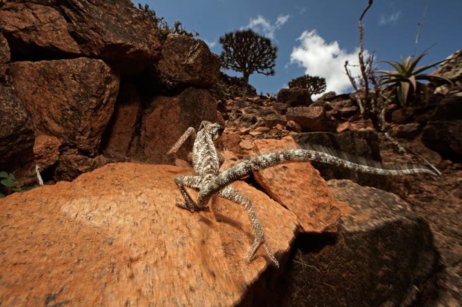8 Keunikan Pulau Socotra Pulau Dajjal Sekaligus Pulau Kebahagiaan