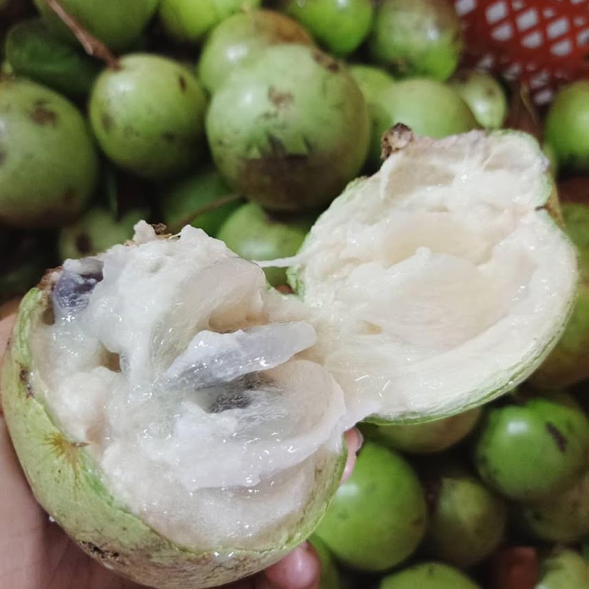 Bibit Tanaman Buah Genitu Kenitu Sawo Durian Samarinda