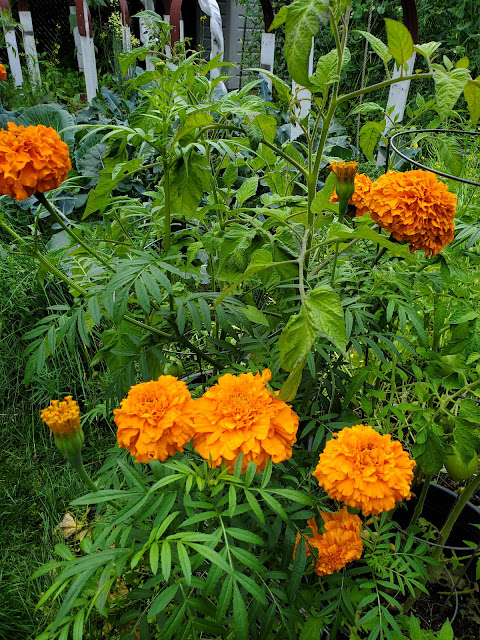 tall marigold plant in my garden, huge marigold flowers