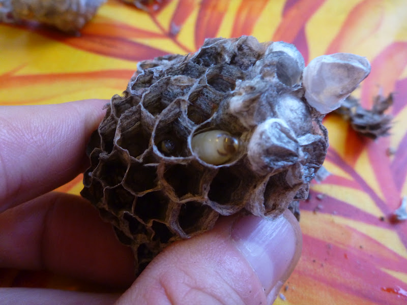 Guigui in Run larves de guêpes à la Réunion miam miam! — free download