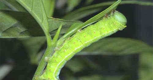 雑草戦争 ブドウの緑のカーテンにオオスカシバの幼虫